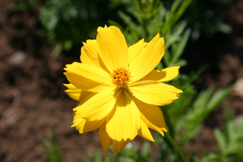 Cosmos Sulphur Yellow Oregon Wholesale Seed Company