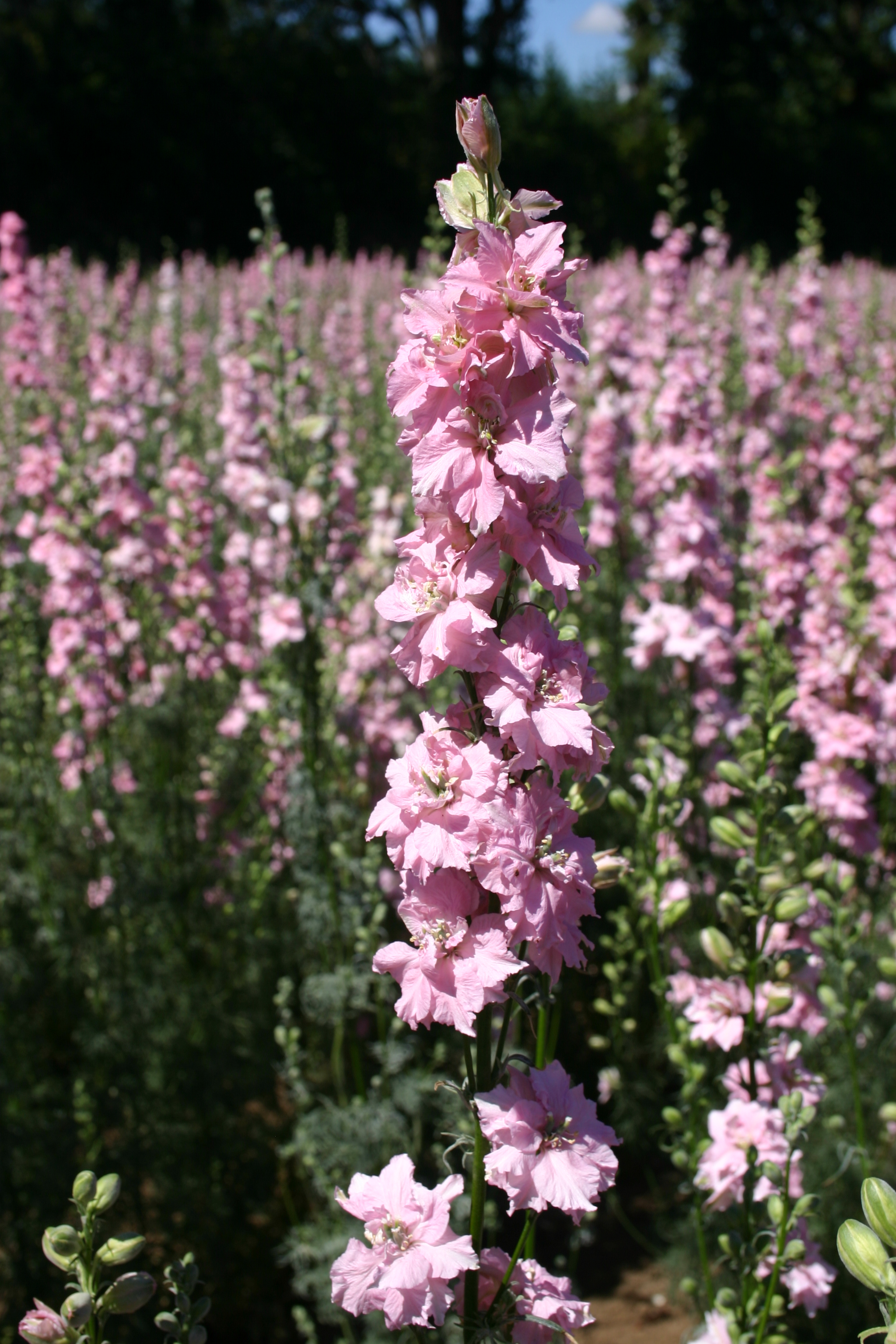 Pink Wildflower Mix - Oregon Wholesale Seed Company