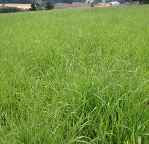 Individual Grass Seed Species