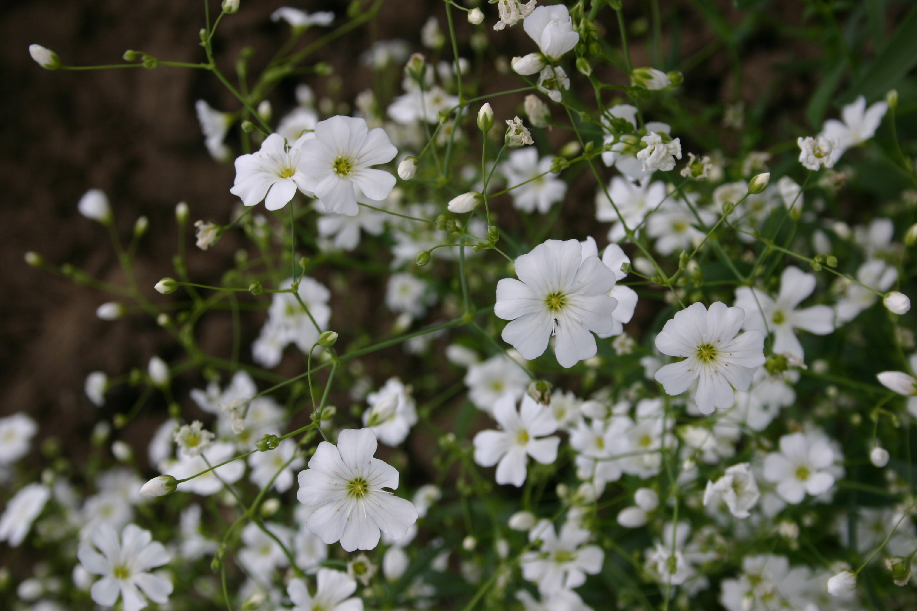 Baby's Breath - Covent Garden White - Oregon Wholesale Seed Company