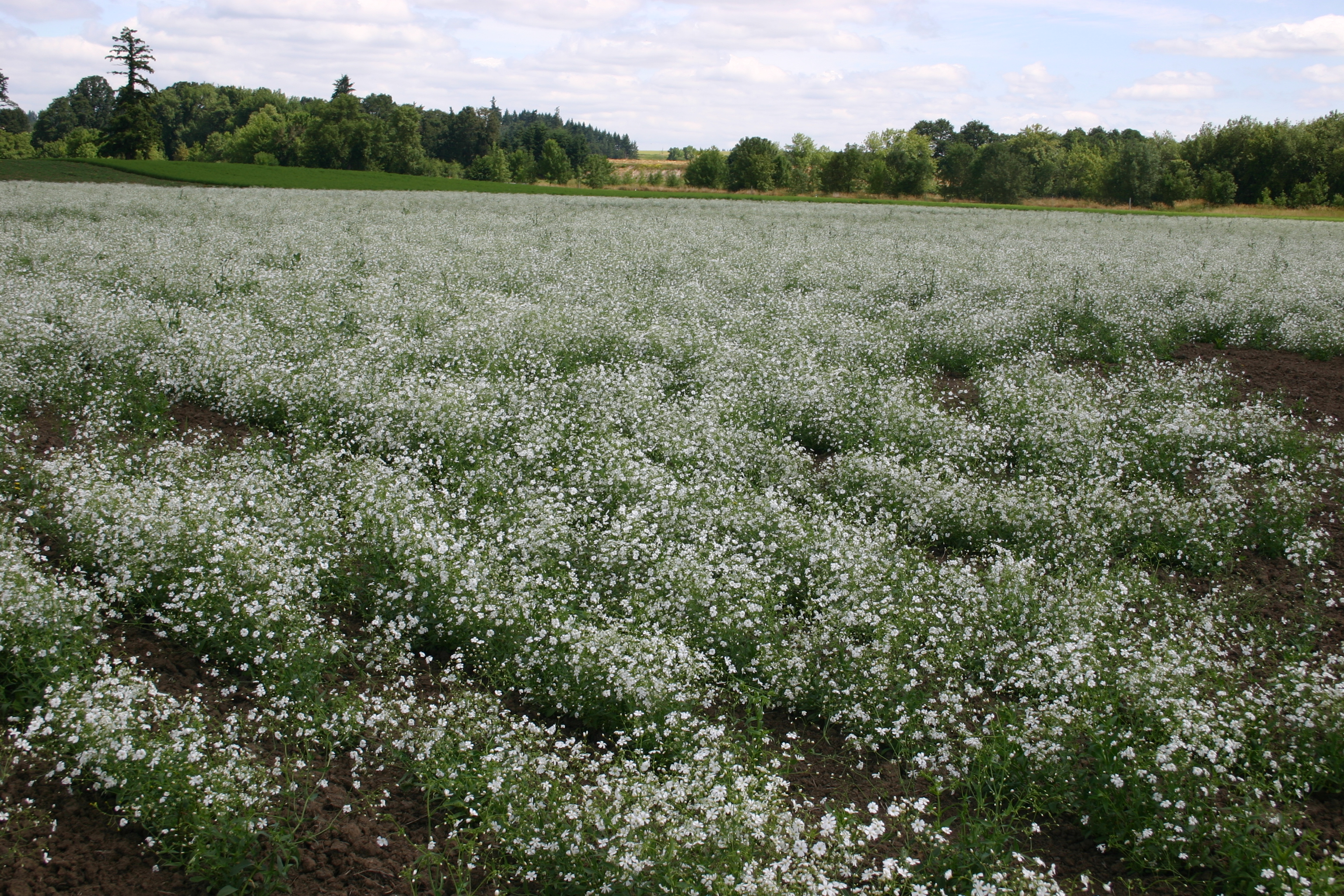 Baby S Breath Covent Garden White Oregon Wholesale Seed Company