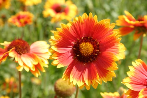 Blanketflower Indian Perennial