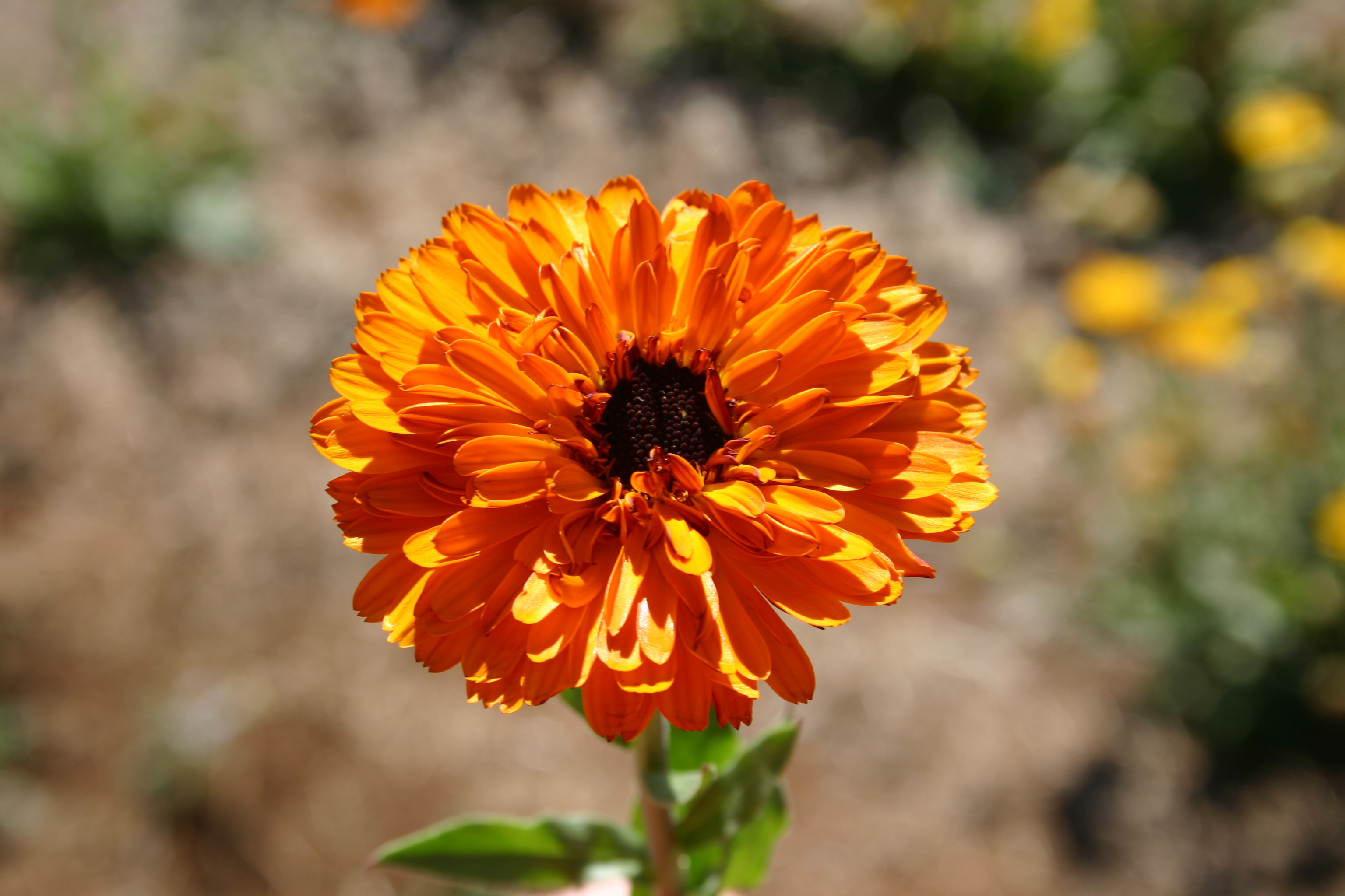 LONG LASTING RE-SEEDING ANNUAL CALENDULA TOUCH OF RED FLOWER SEEDS 40 