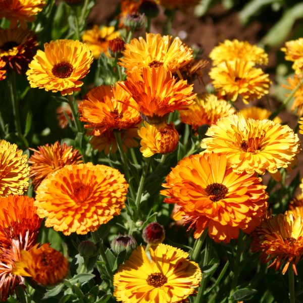 Calendula - Touch of Red - Oregon Wholesale Seed Company