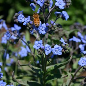Chinese Forget-Me-Not Blue