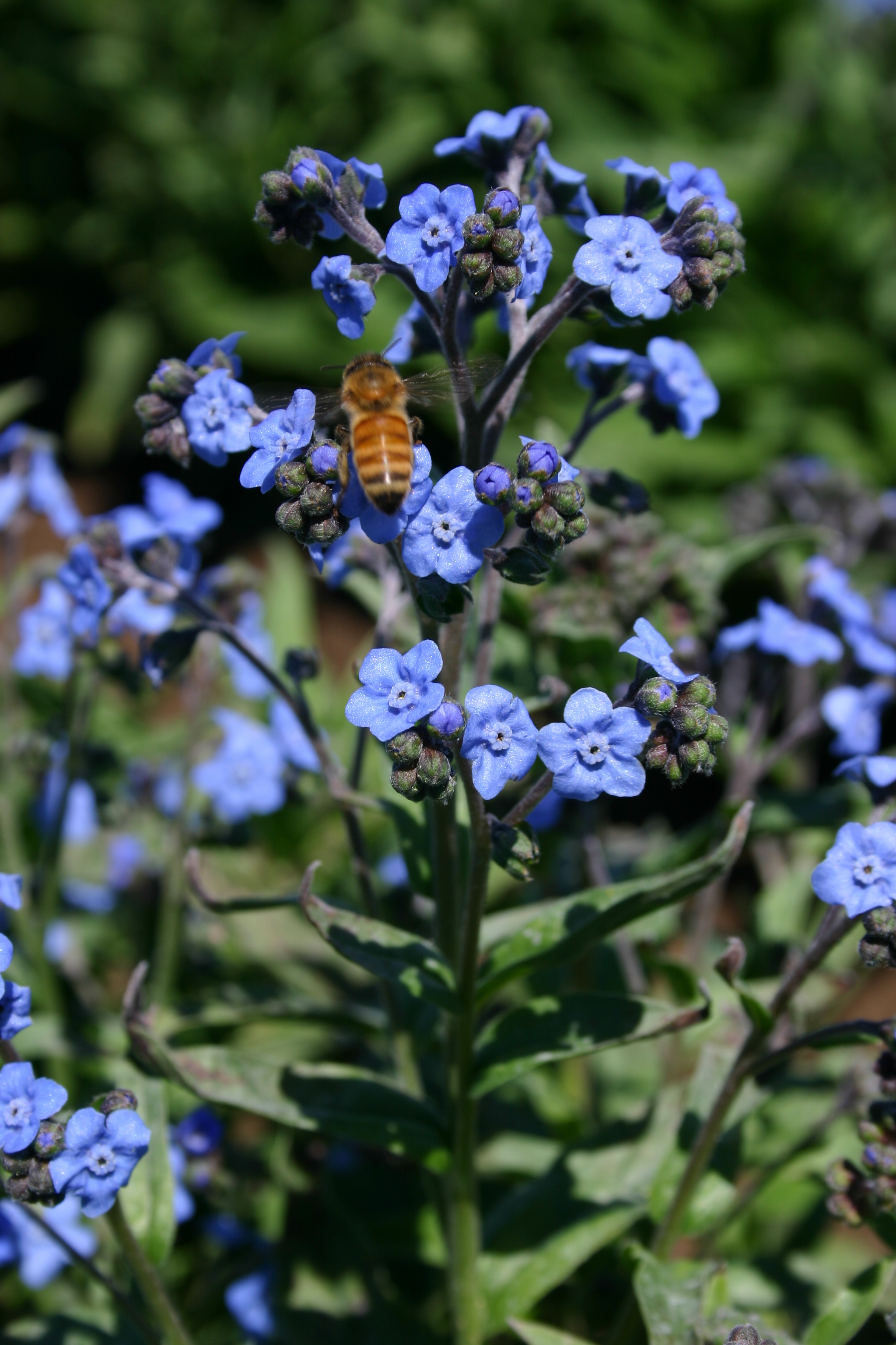 Chinese Forget Me Not Seeds, Cynoglossum Amabile