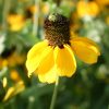 Coneflower Clasping