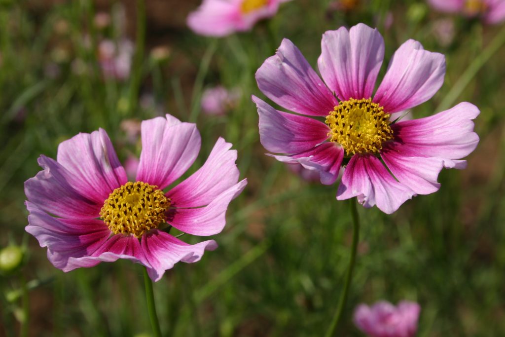 Cosmos - Bipinnatus Daydream - Oregon Wholesale Seed Company