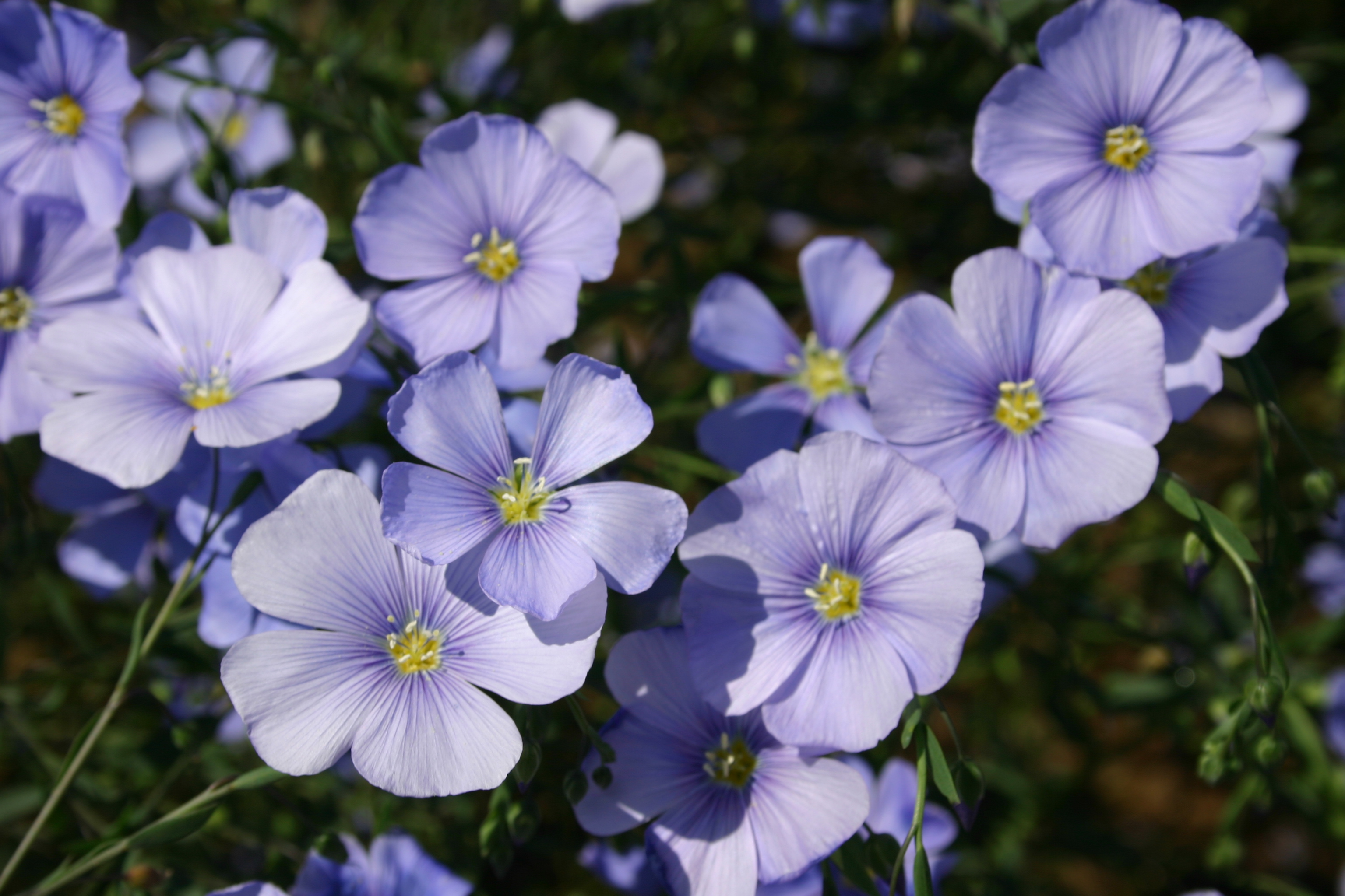 Лен вый. Лен крупноцветковый голубое небо. Лён австрийский (Linum austriacum). Лен обыкновенный - Linum usitatissimum. Лен Льюиса.