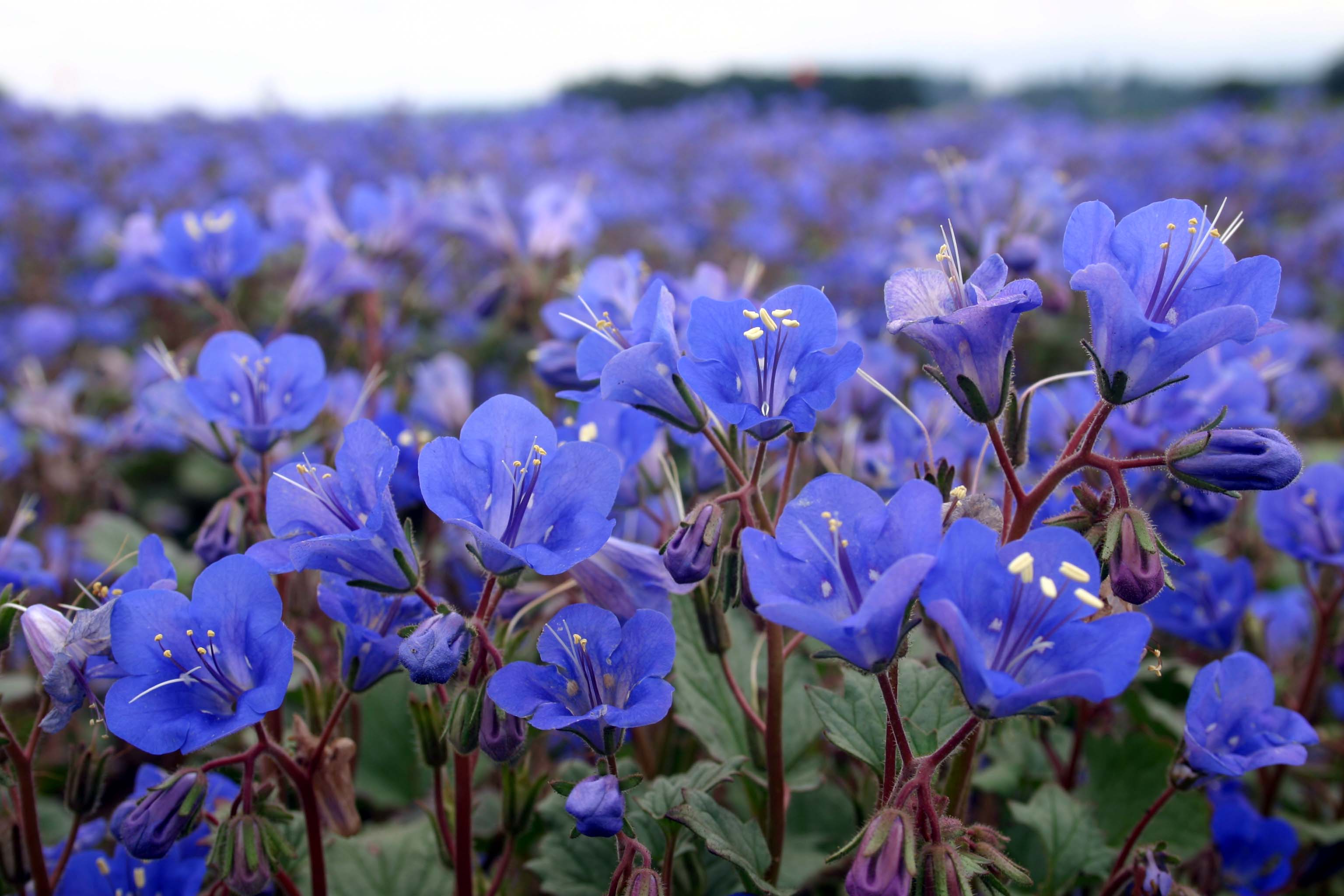 Phacelia Bluebell California Oregon Wholesale Seed Company