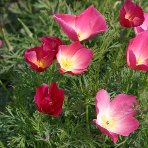 Poppy - California Carmine - Oregon Wholesale Seed Company