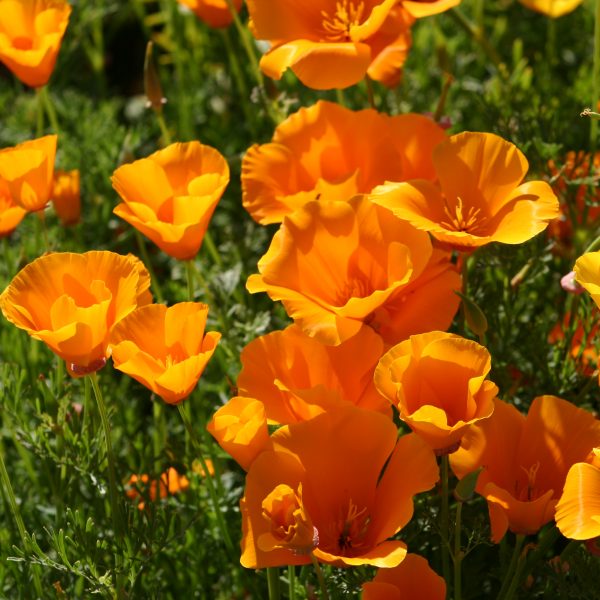 Poppy - California Orange - Oregon Wholesale Seed Company