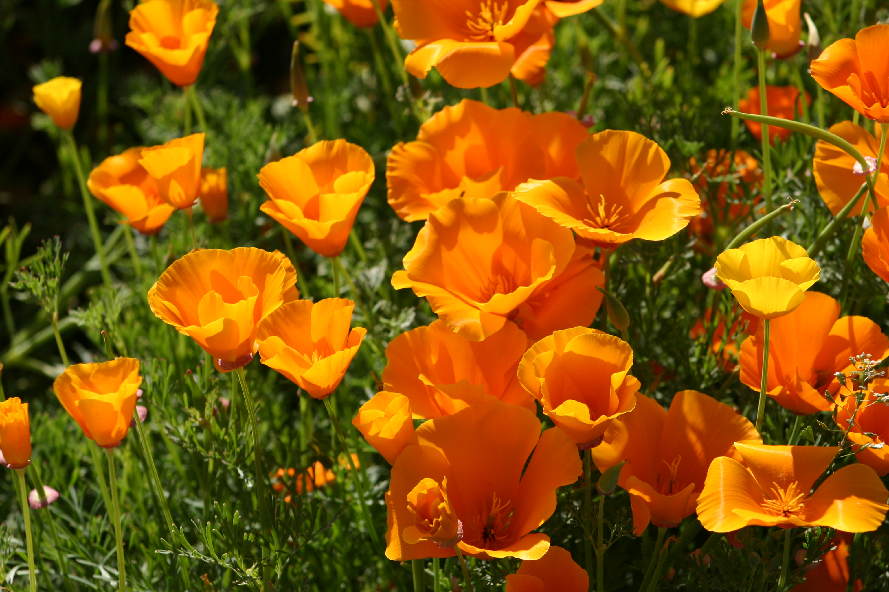 Orange Wildflower Seed Mix