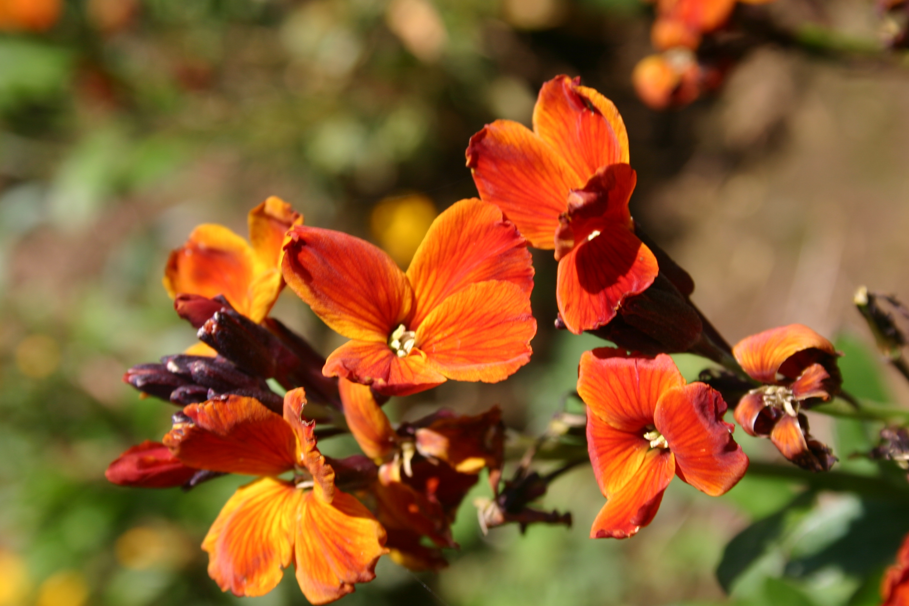 Wallflower English Mix Oregon Wholesale Seed Company