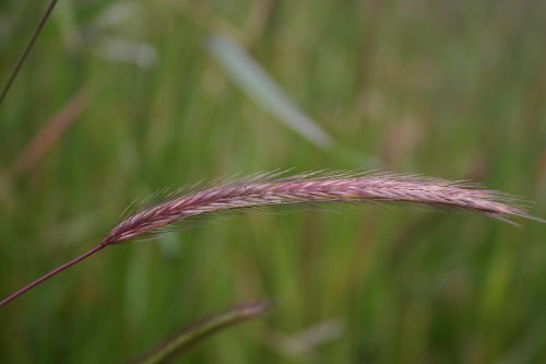 Barley Meadow