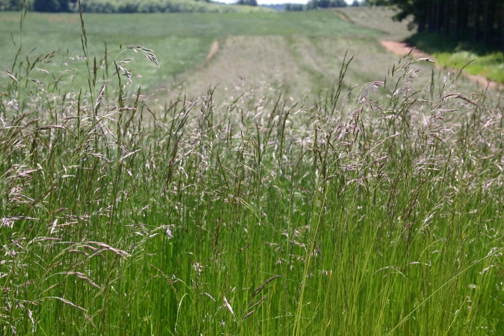 Fescue - Native Red - Oregon Wholesale Seed Company