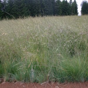 Fescue Roemer's
