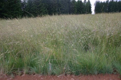 Fescue Roemer's
