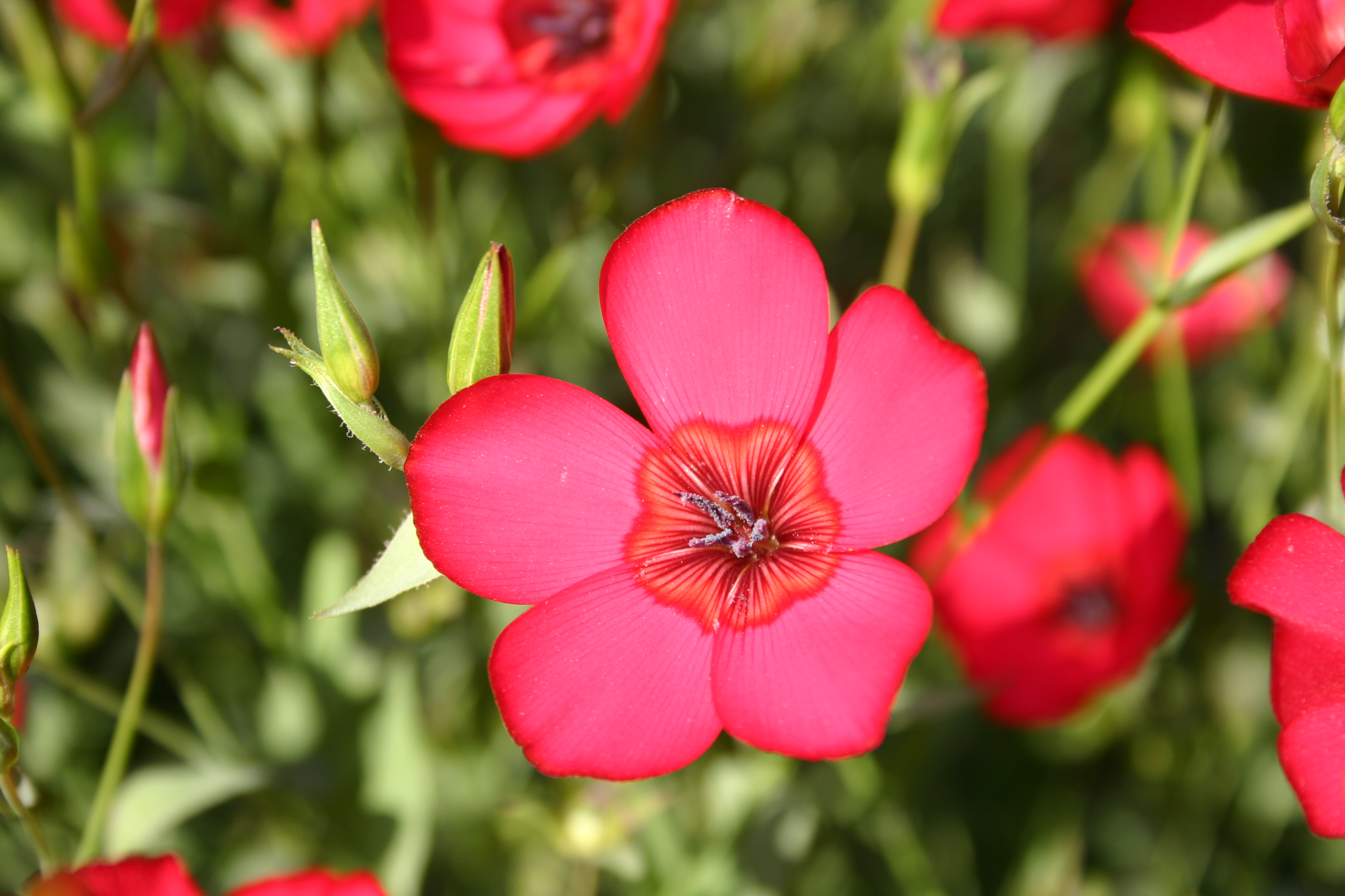 Silver Falls Seed Company - Orange Wildflower Mix