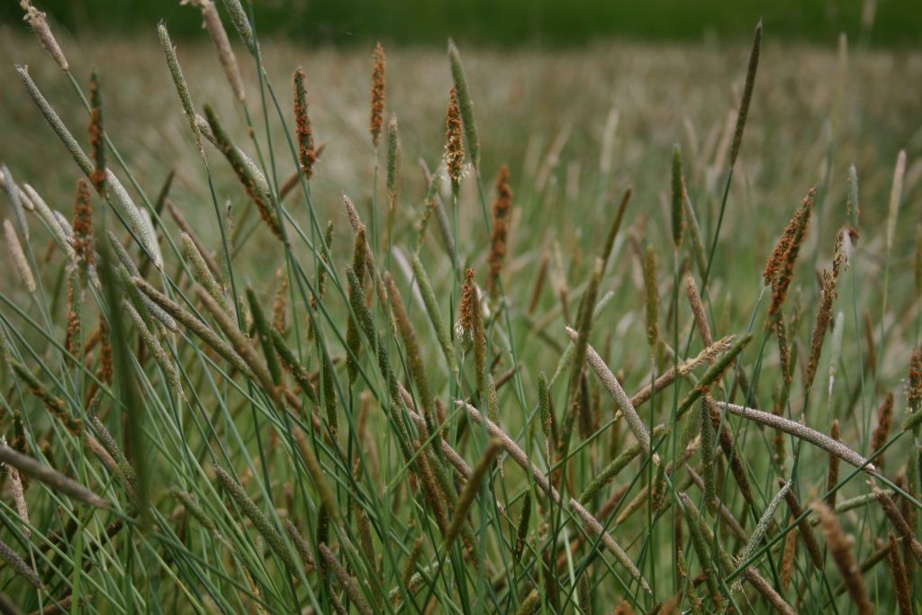 Foxtail - Water - Oregon Wholesale Seed Company