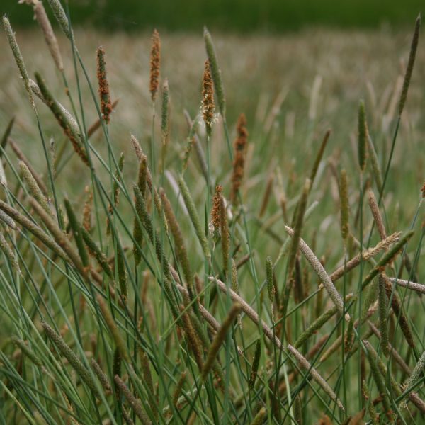 Wild Wetland Economy Grass Mix - Oregon Wholesale Seed Company