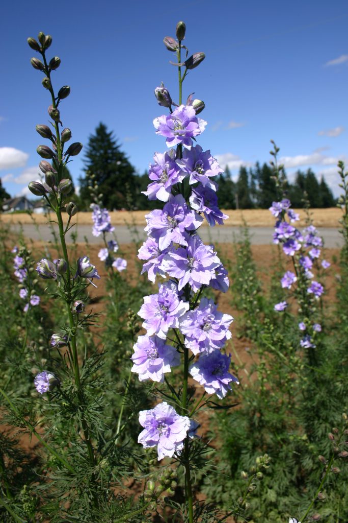 Larkspur Rocket Light Blue Oregon Wholesale Seed Company