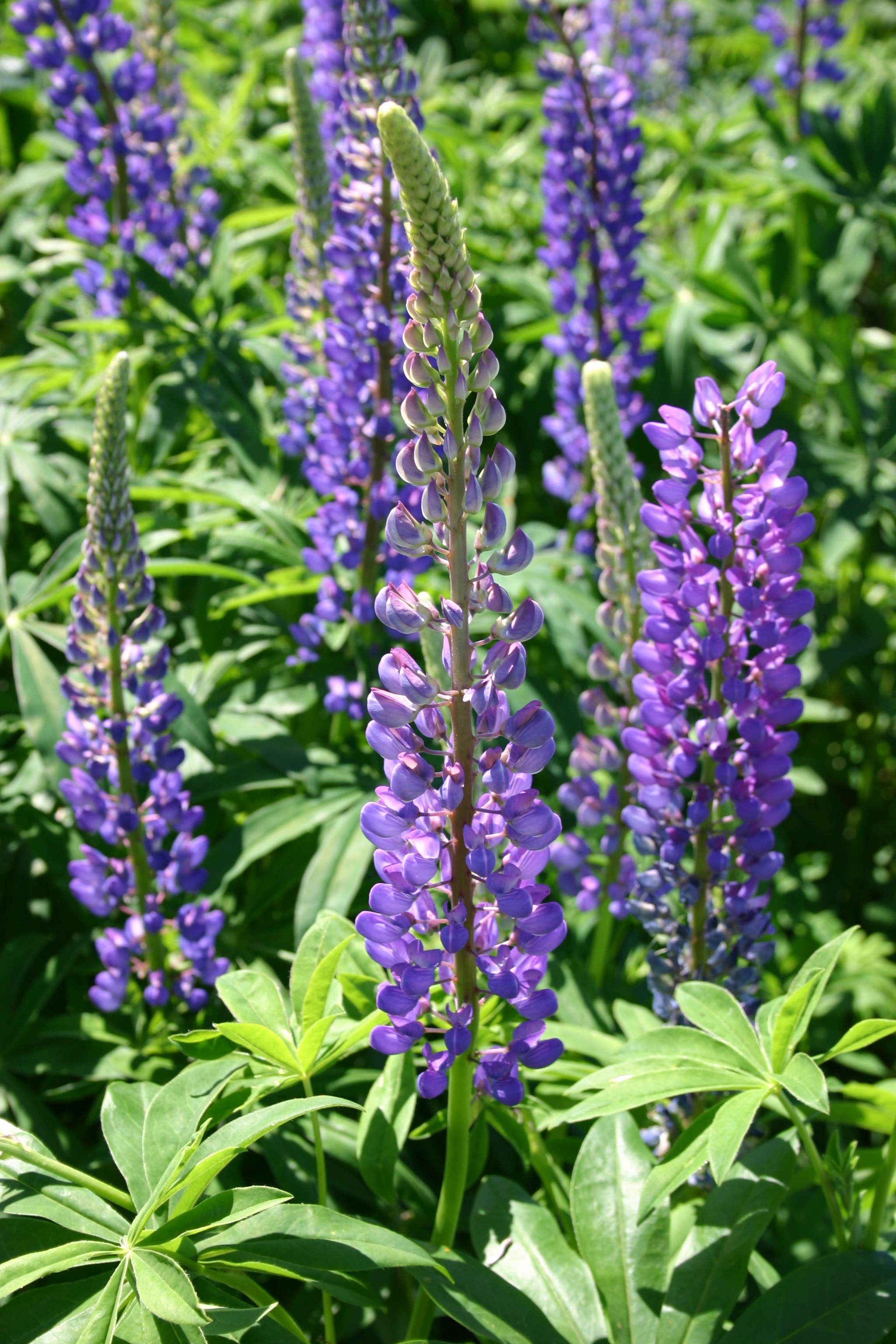 Silver Falls Seed Company - Bachelor Button - Dwarf Blue