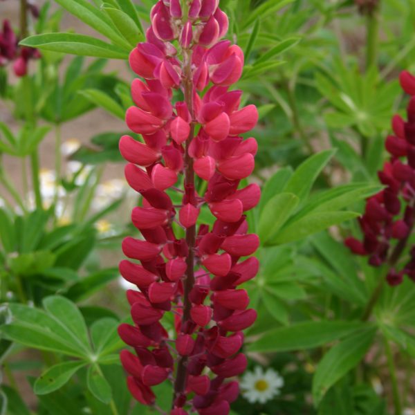 Lupine - Russell Red - Oregon Wholesale Seed Company