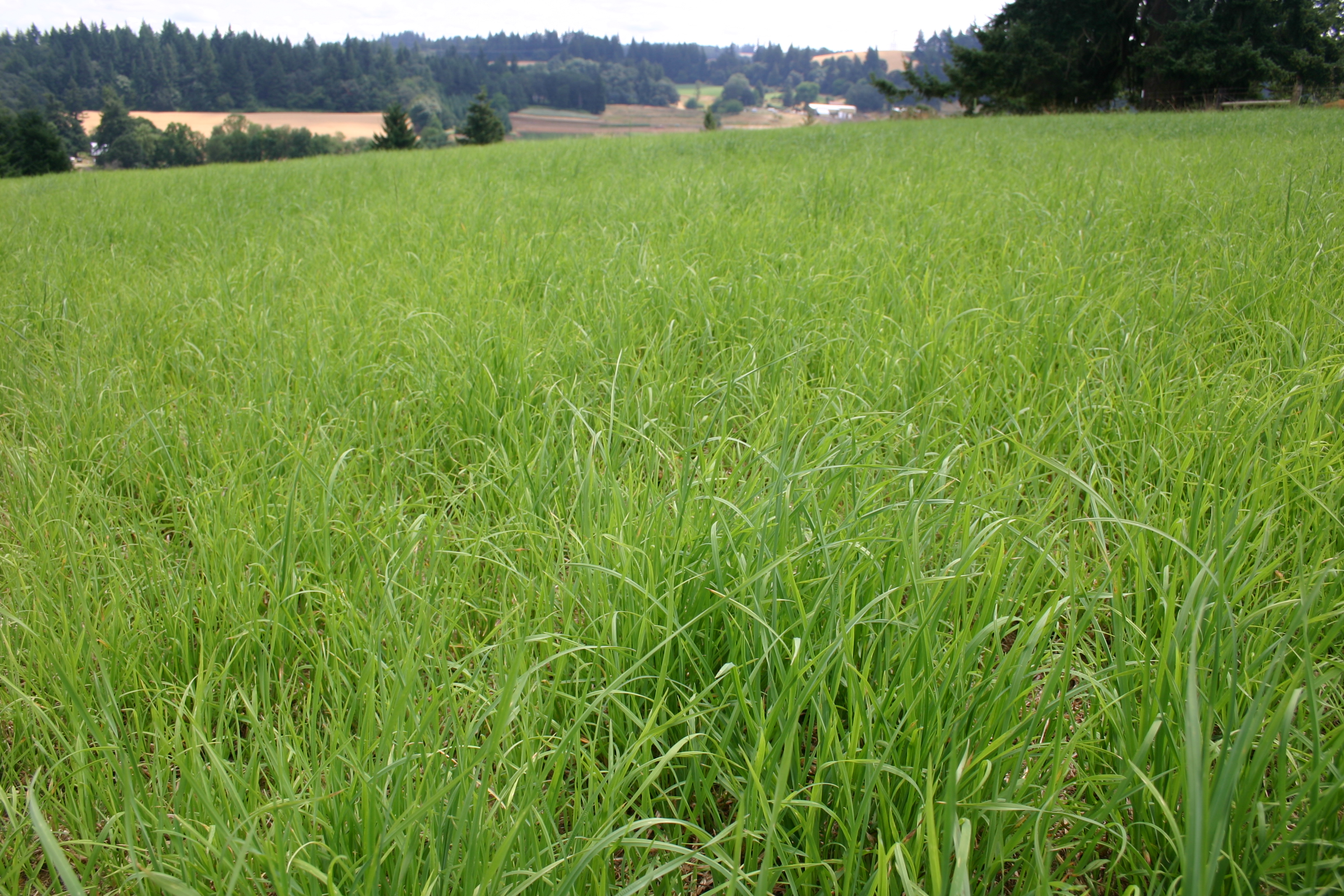 Orchard Grass Seed