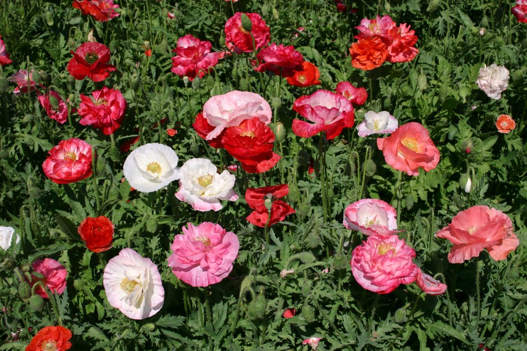 Bulk Poppy Peony Seeds - Double Mixed - 1 Pound