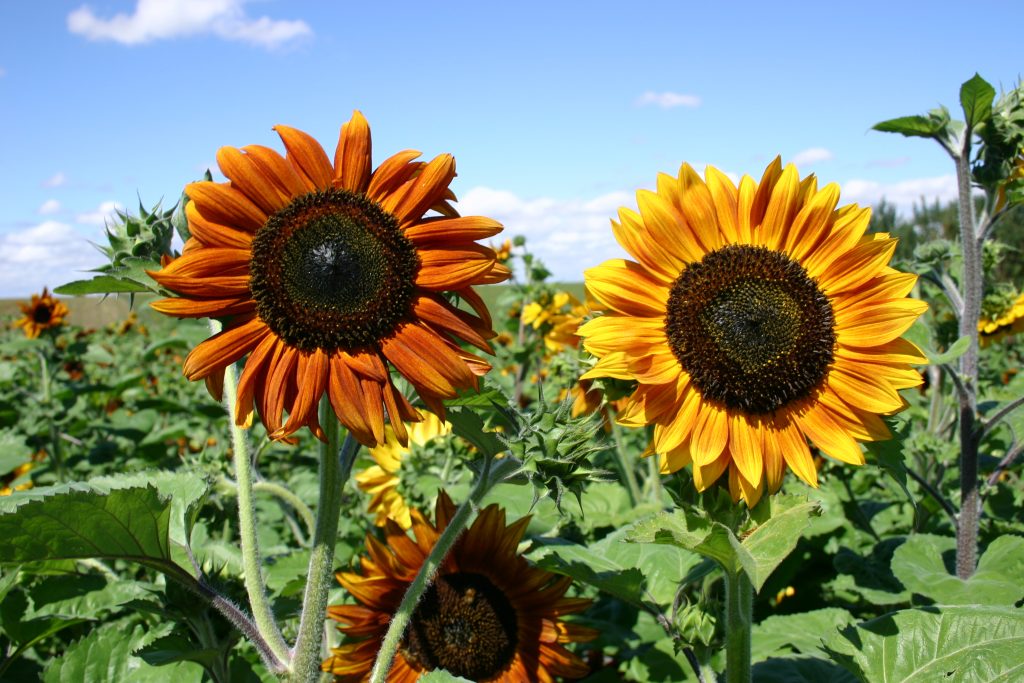 Autumn Fields Sunflower and Gourds- Walnut - 784626484283