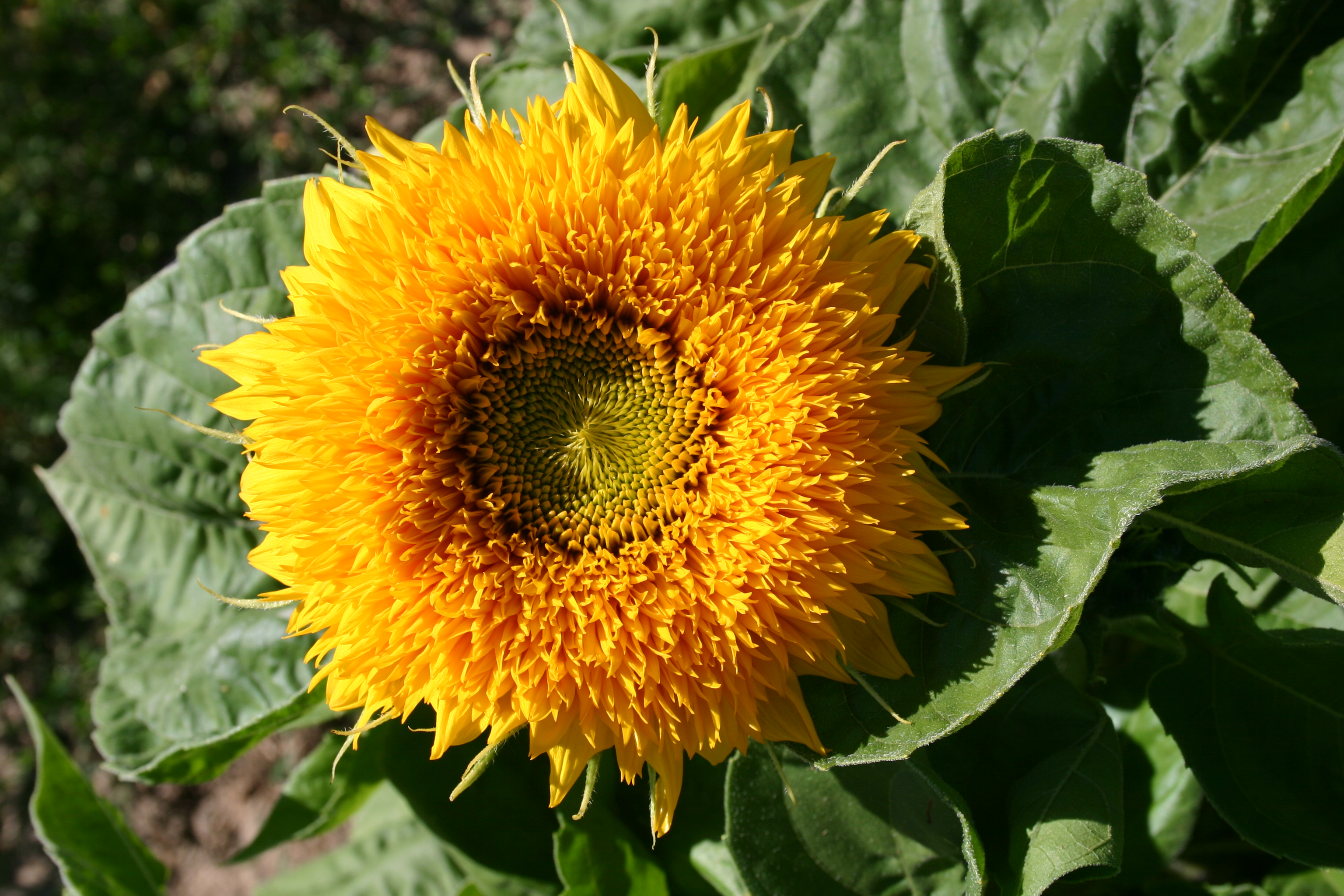 teddy bear sunflower perennial