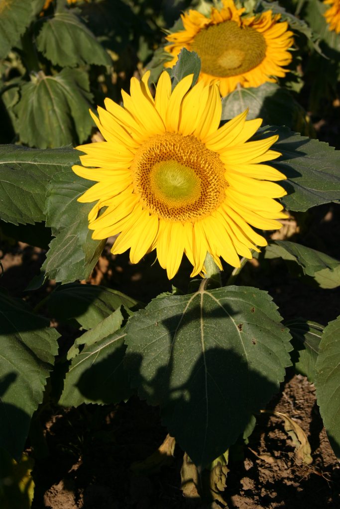 Sunflower - Dwarf Sunspot - Oregon Wholesale Seed Company