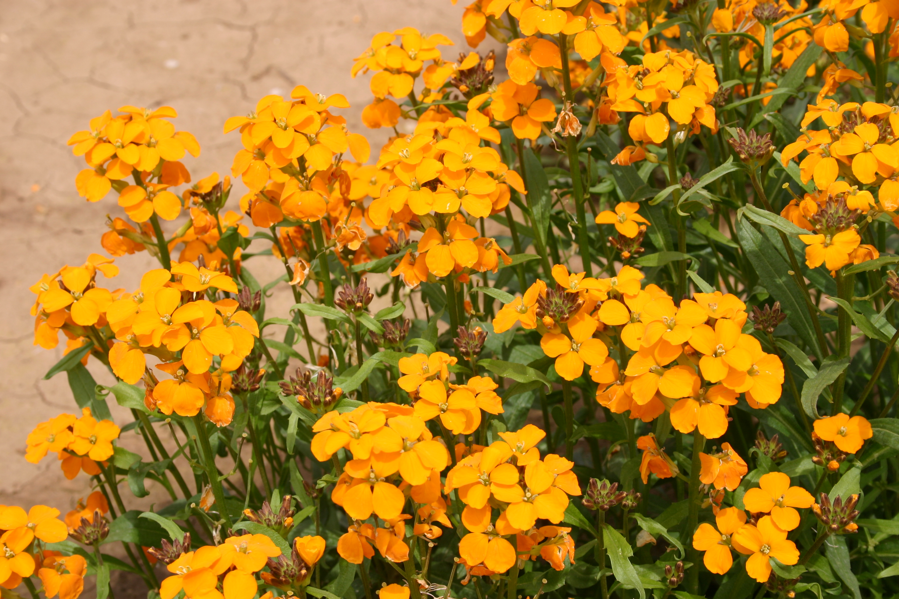 Wallflower Siberian Oregon Wholesale Seed Company