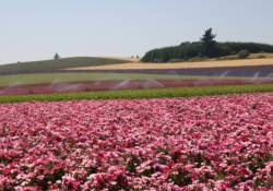 2008 Production Field