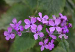 Money Plant Flower