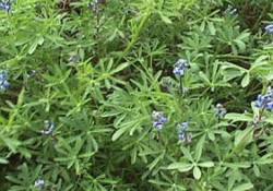 Small Flowered Lupine
