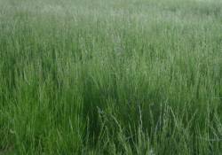 Tall Fescue Field