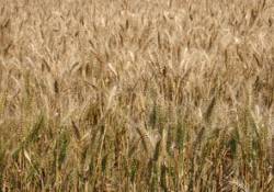 Wheat Production Field