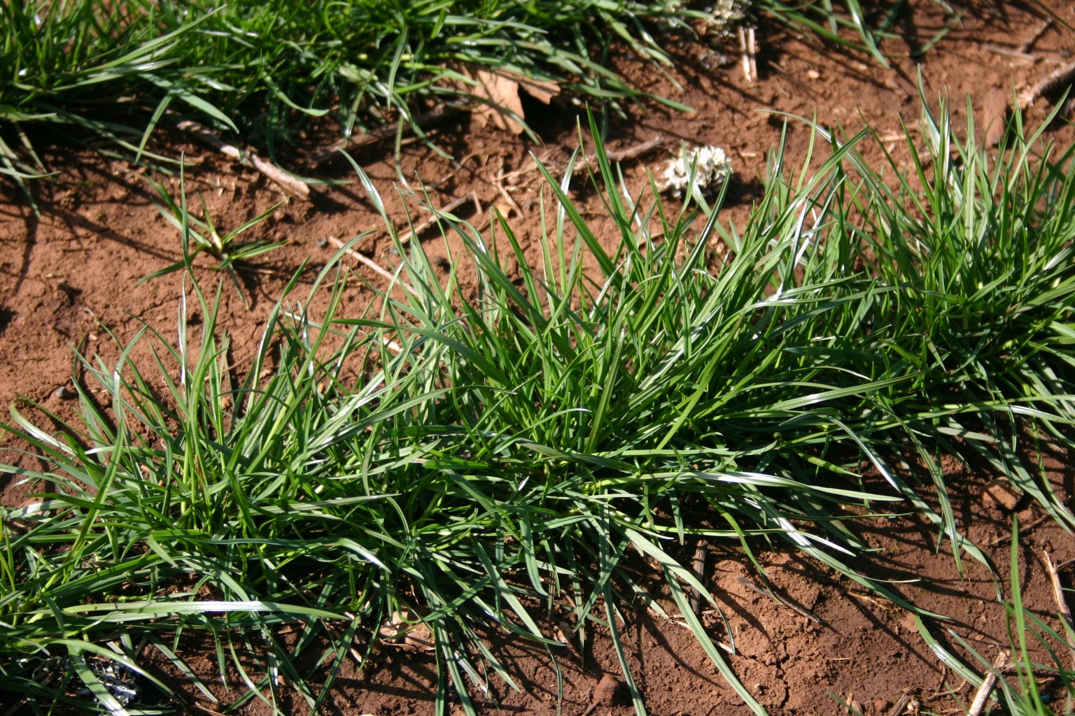 perennial ryegrass characteristics