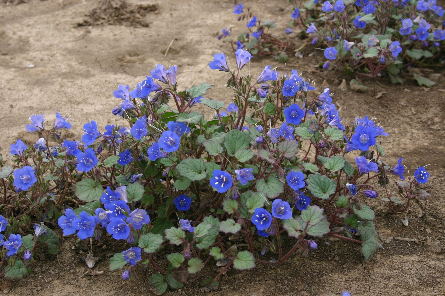 Phacelia Bluebell California Oregon Wholesale Seed Company