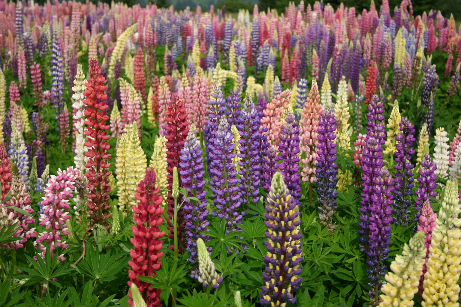 100 Mixed Russell Lupine Seeds Lupinus Beautiful Polyphyllus Flower Garde oorr 