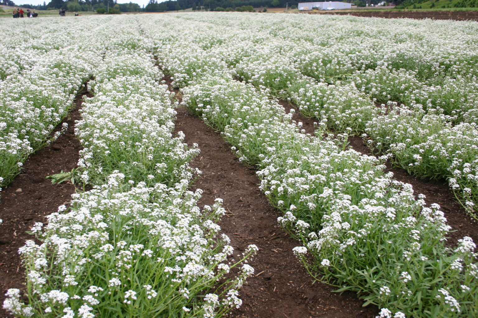 Alyssum - Sweet Tall White - Oregon Wholesale Seed Company