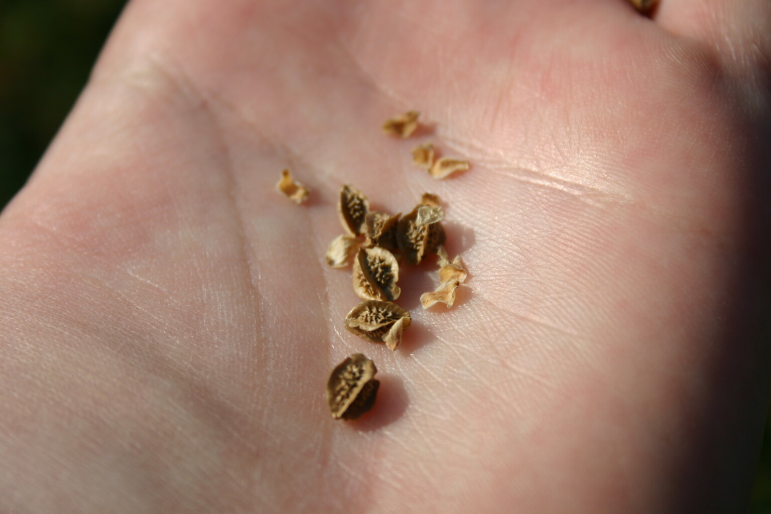 ☺ 100 burnet seeds 