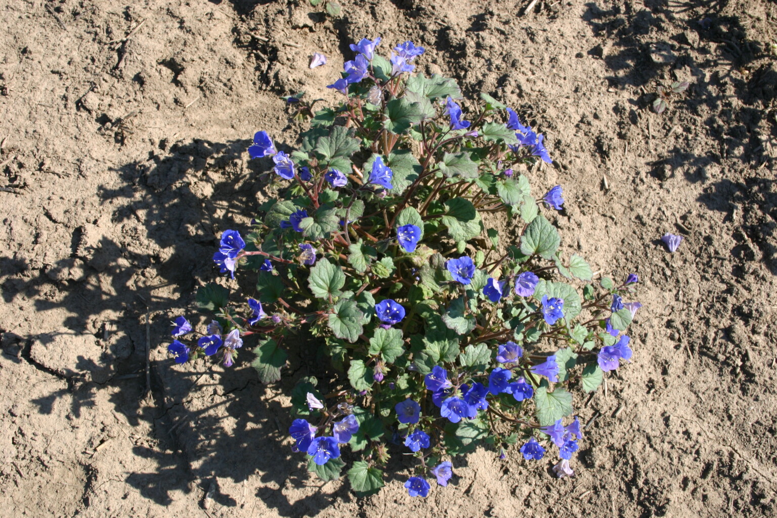 California Blue Bell Wildflower Seeds — San Diego Seed Company
