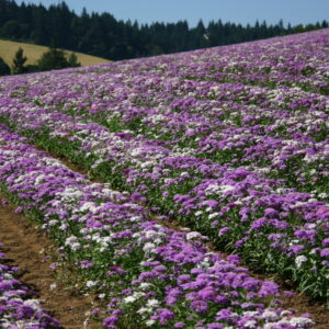 candytuft