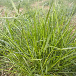 Fescue - Native Red - Oregon Wholesale Seed Company