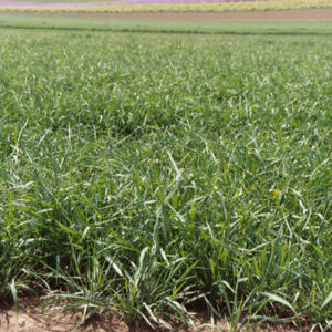 Wildrye - Blue - Oregon Wholesale Seed Company