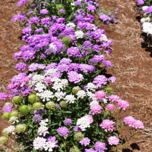 candytuft flower