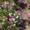 Clarkia Pink Fairies - Image 6